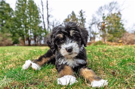 How Much Does A Bernedoodle Puppy Cost
